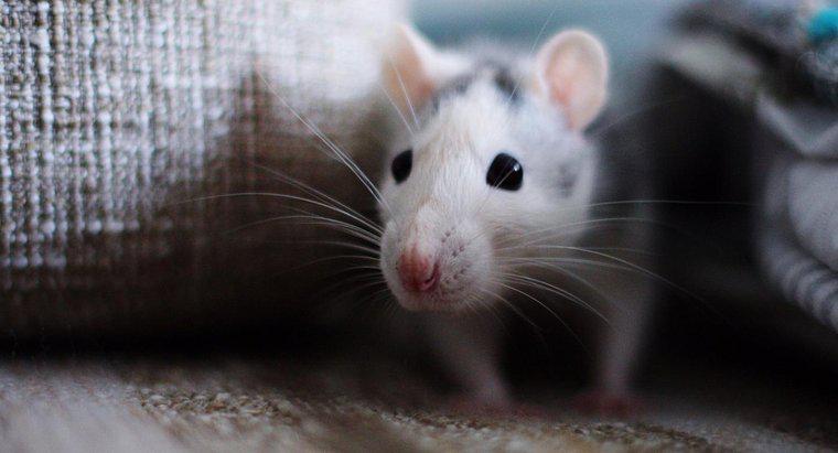 Wie sollte man Mäusekot entfernen?