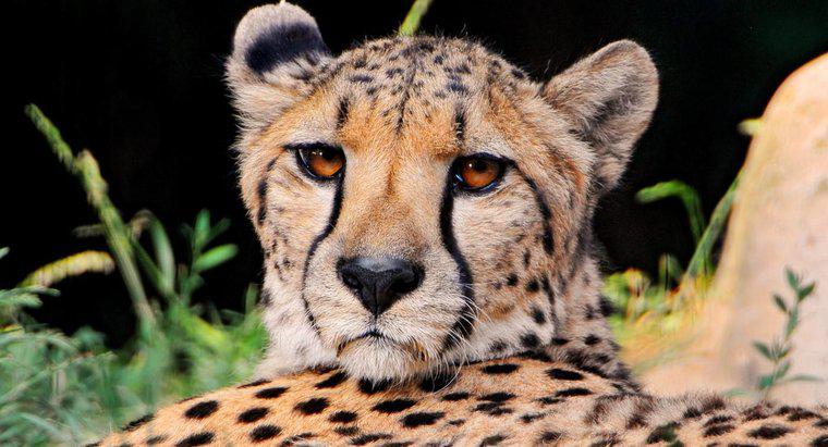 In welchem ​​Lebensraum lebt ein Gepard?