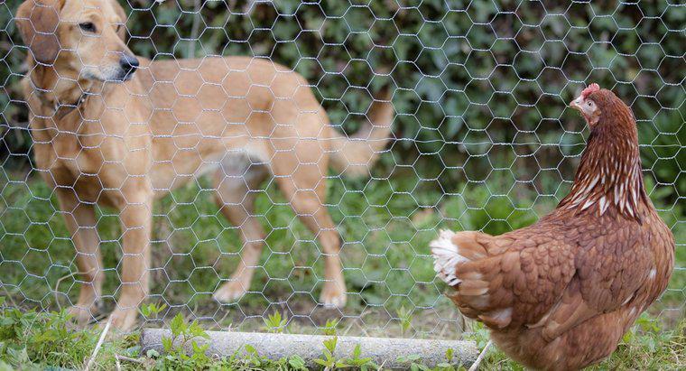 Dürfen Hunde Hühnerleber essen?