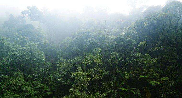 Was sind einige Merkmale von tropischen Regenwäldern?