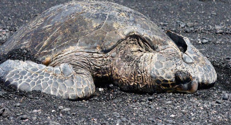 Wie alt ist die älteste Meeresschildkröte?
