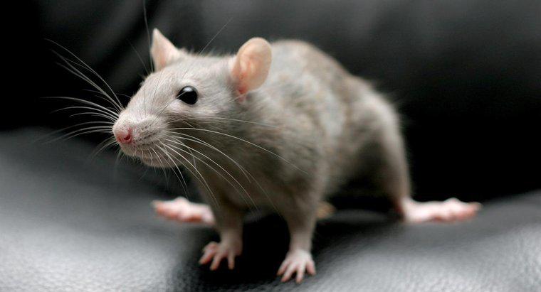 Kann man Ratten mit Backpulver töten?