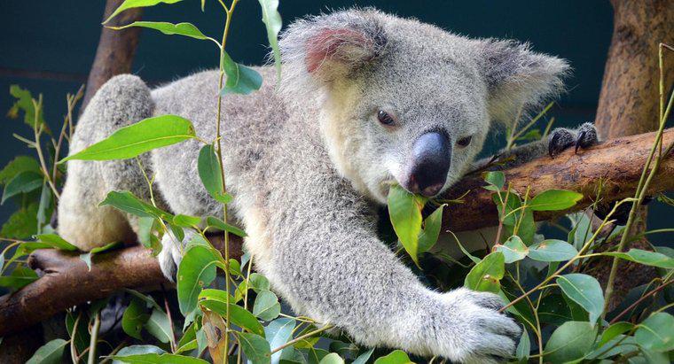 Machen Eukalyptusblätter Koalabären high?