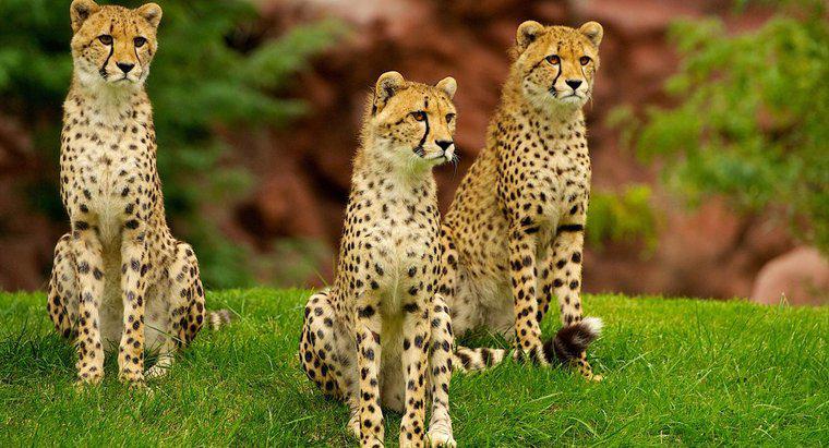Wo lebt der nordamerikanische Gepard?