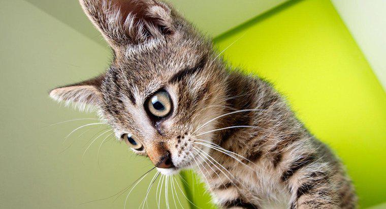 Verliert eine Katze ohne Schnurrhaare ihren Gleichgewichtssinn?
