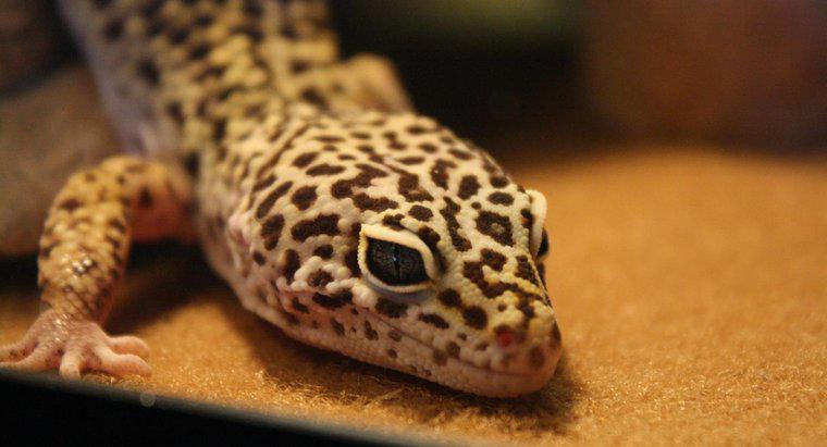 Dürfen Leopardgeckos Früchte fressen?