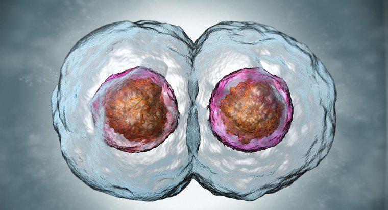 Wie vergleichen sich Tochterzellen mit Elternzellen?
