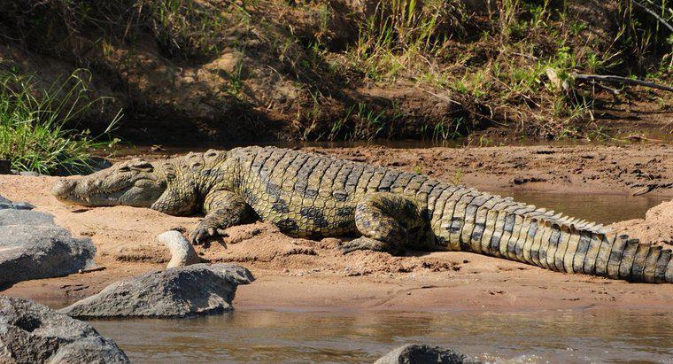 Wo leben Krokodile?