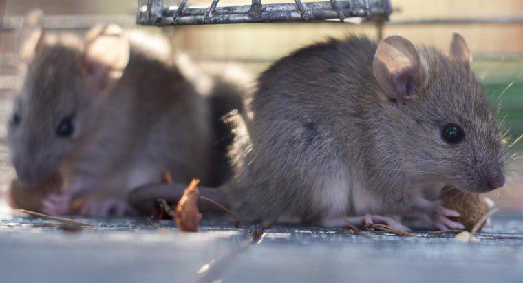 Essen Ratten Mäuse?