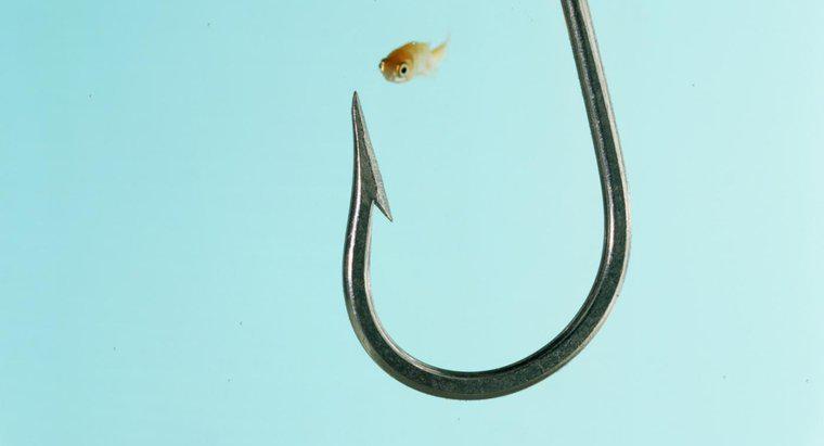 Was ist der kleinste Fisch der Welt?