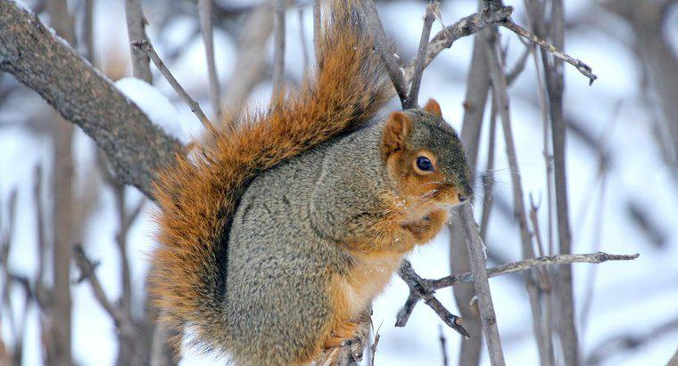 Wohin gehen Eichhörnchen im Winter?