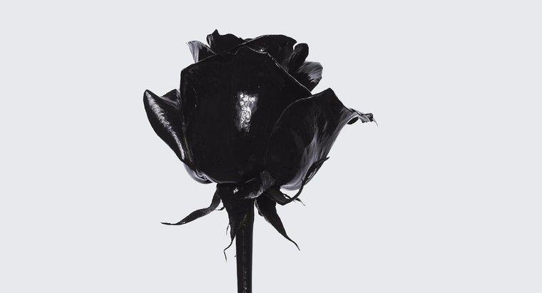 Was ist die Bedeutung einer schwarzen Rose?