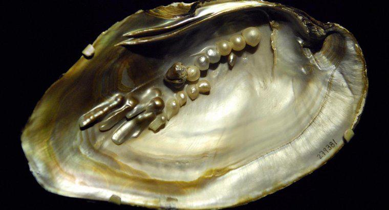 Was sind Biwa-Perlen?