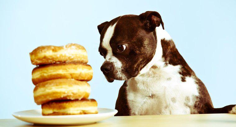 Dürfen Hunde Zucker essen?
