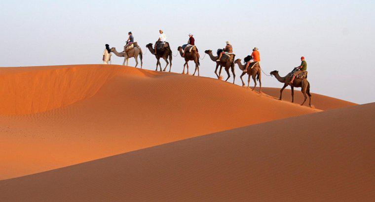 Warum werden Kamele als Wüstenschiffe bezeichnet?