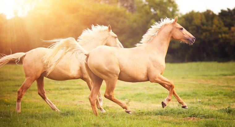 Wie weit kann ein Pferd laufen?