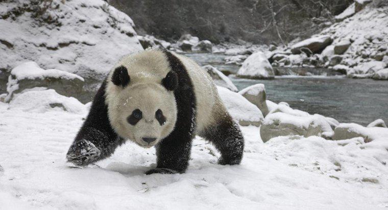 Machen Pandas im Winter Winterschlaf?