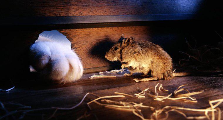 Wie passen Mäuse durch kleine Löcher?