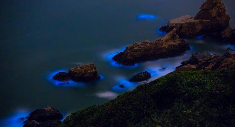 Was sind biolumineszierende Algen?