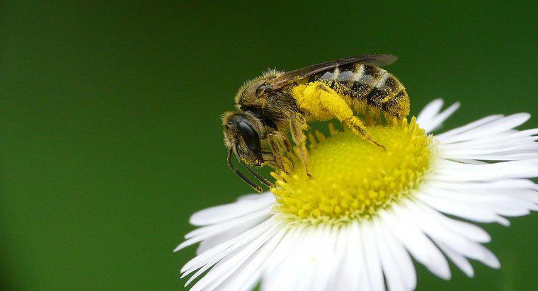 Was sind die gesundheitlichen Vorteile von Bienenpollen?
