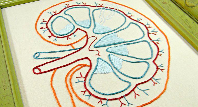 Was verursacht erhöhte Kreatininspiegel in den Nieren?