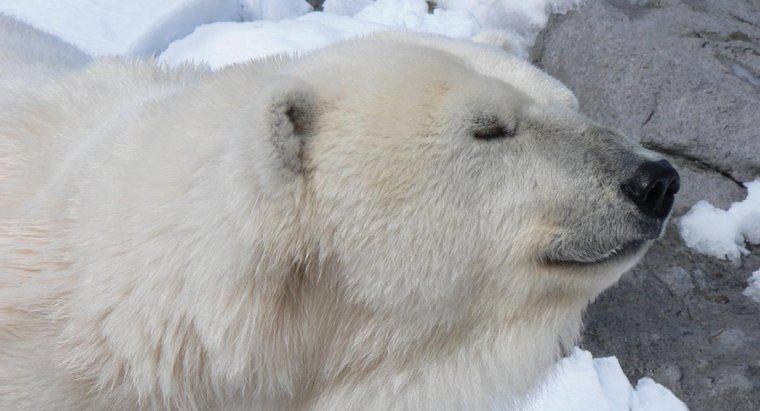 Warum leben Eisbären in der Arktis?