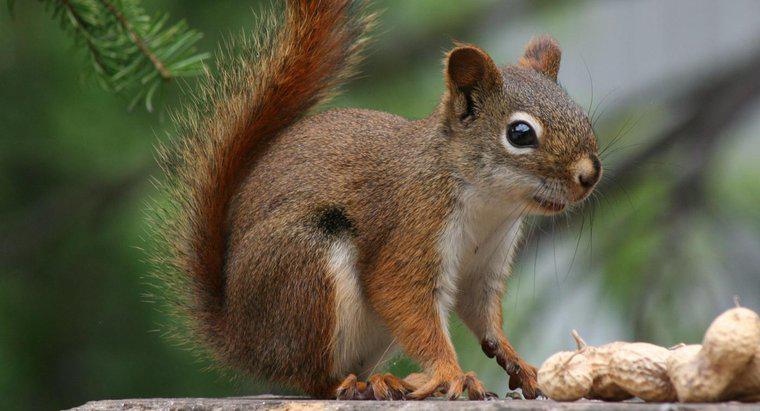 Warum sind rote Eichhörnchen gefährdet?