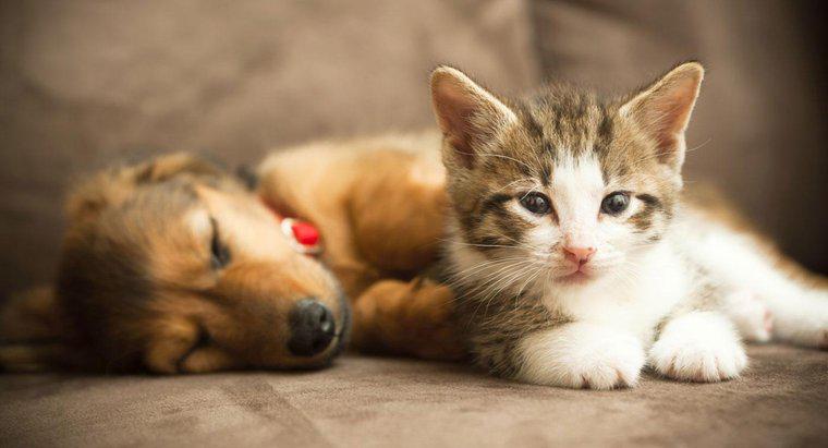 Können ein Kätzchen und ein Welpe Freunde werden?