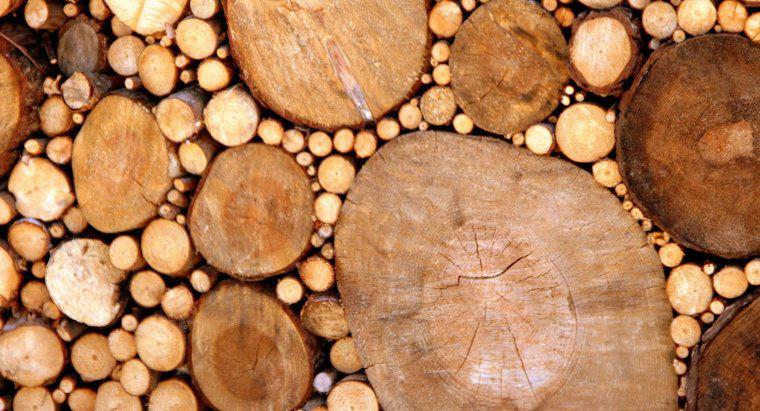 Wie entsteht Holz?