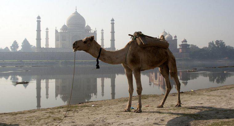 Wie lange kann ein Kamel ohne Wasser auskommen?