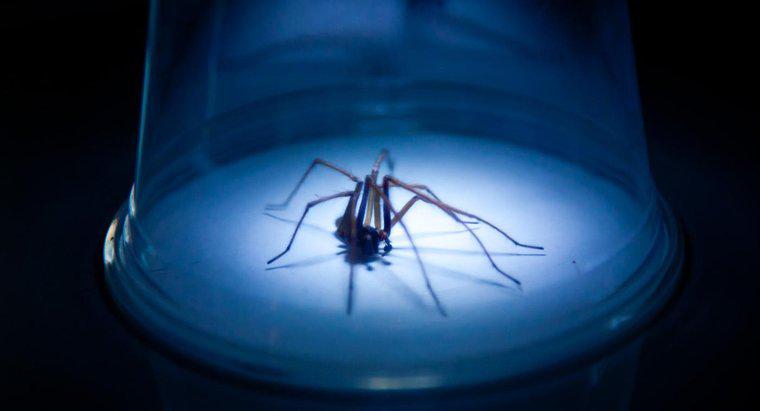 Ist ein Hobo-Spinnenbiss gefährlich?