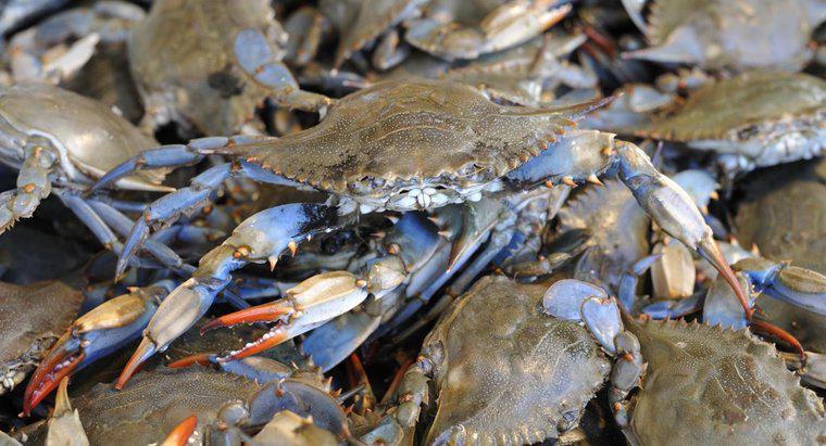 Welche Tiere essen blaue Krabben?