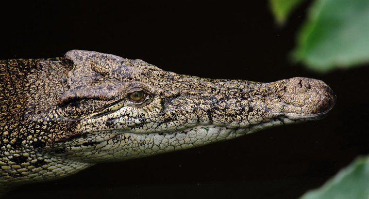 Wie passen sich Krokodile an ihre Umgebung an?