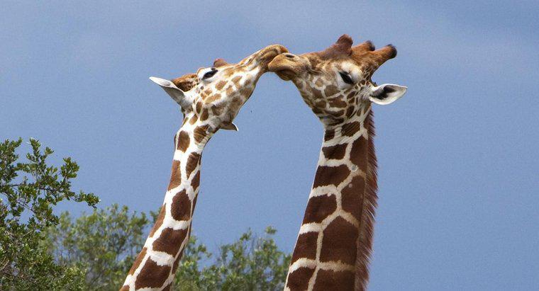 Wie kommunizieren Giraffen?