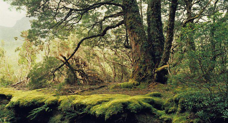 Was sind einige der abiotischen Faktoren im gemäßigten Wald?