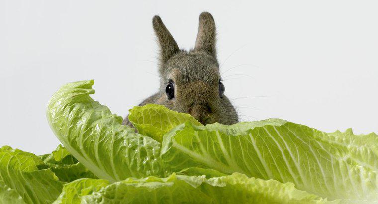 Dürfen Kaninchen Salat essen?