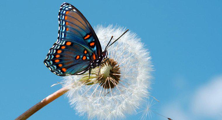 Was sind die verschiedenen Arten von Schmetterlingen?