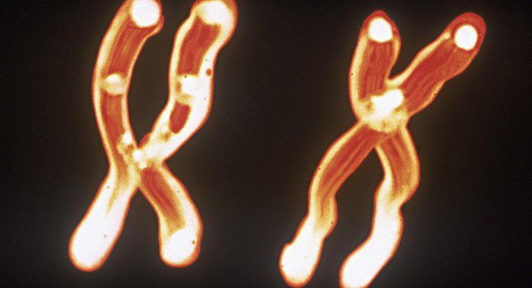 Was ist die Beziehung zwischen Chromosomen, DNA und Genen?
