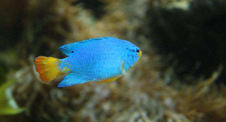 Wie passen sich Fische an ihre Umgebung an?