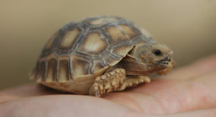 Wie vermehren sich Schildkröten?