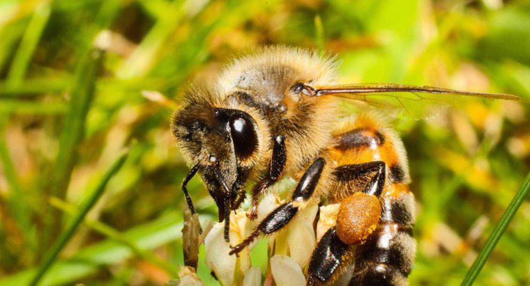 Wie viele Augen hat eine Biene?