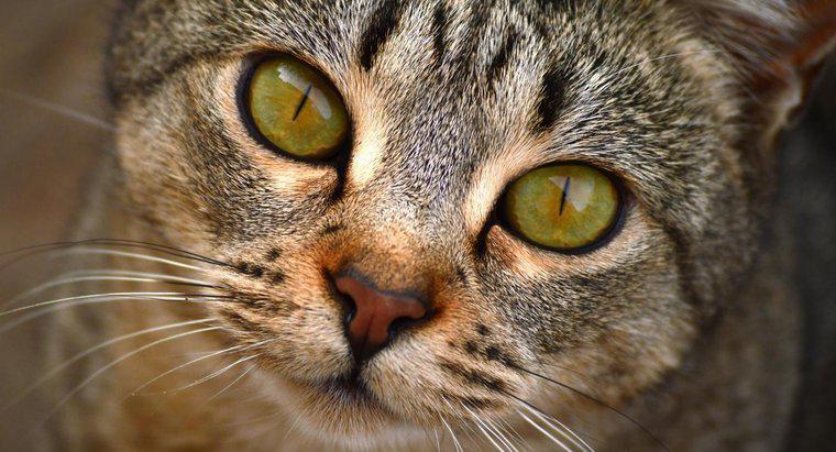 Sind Katzen farbenblind?