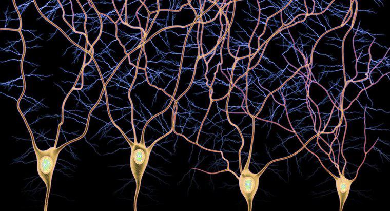 Was ist der Unterschied zwischen afferenten und efferenten Neuronen?