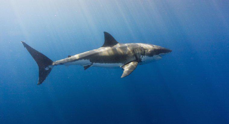 Können Haie im Süßwasser leben?