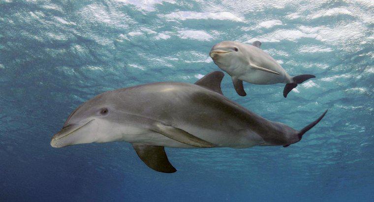 Wie groß sind Delfine bei ihrer Geburt?