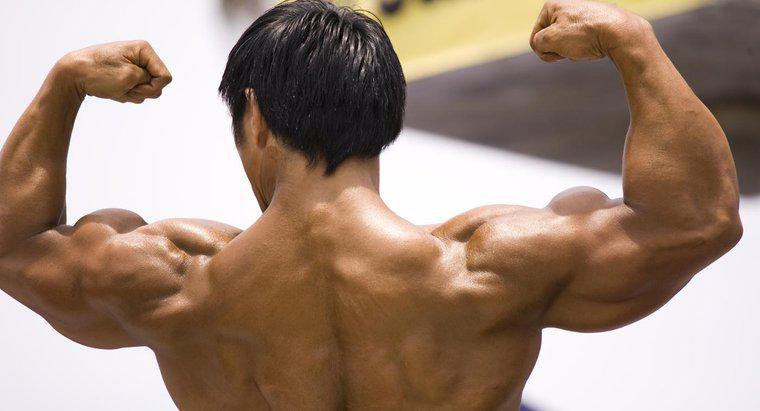 Wie funktionieren Muskeln?