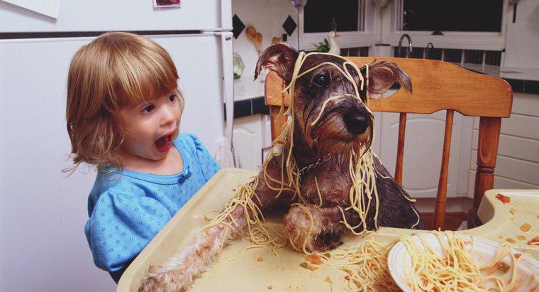Ist Pasta gut für Hunde?