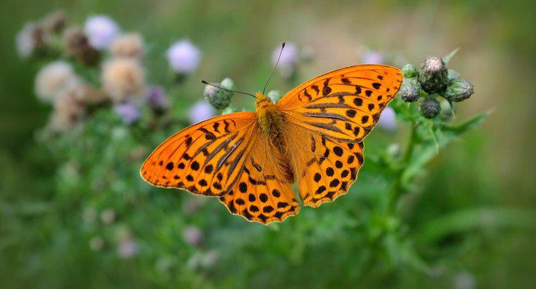 Was war der ursprüngliche Name für den Schmetterling?