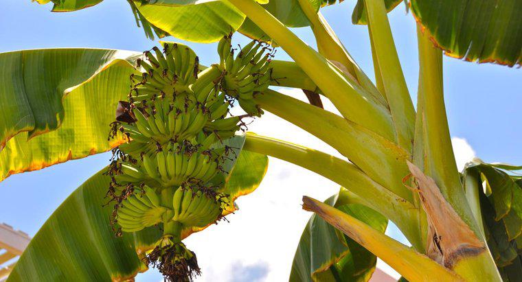 Wachsen Bananen auf Bäumen oder Büschen?