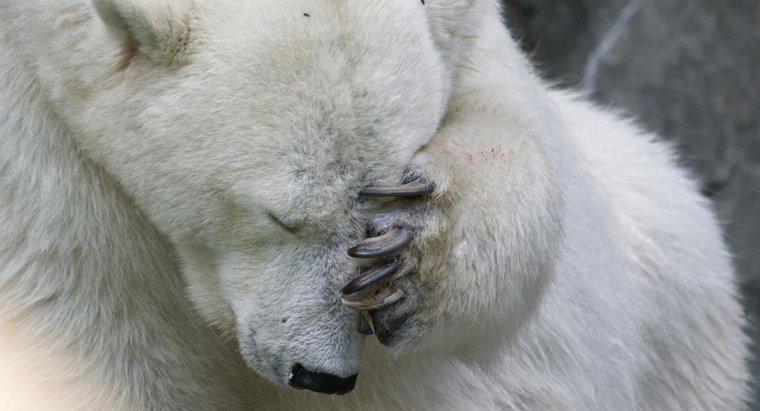 Was sind die Auswirkungen von Bärenspray auf den Menschen?